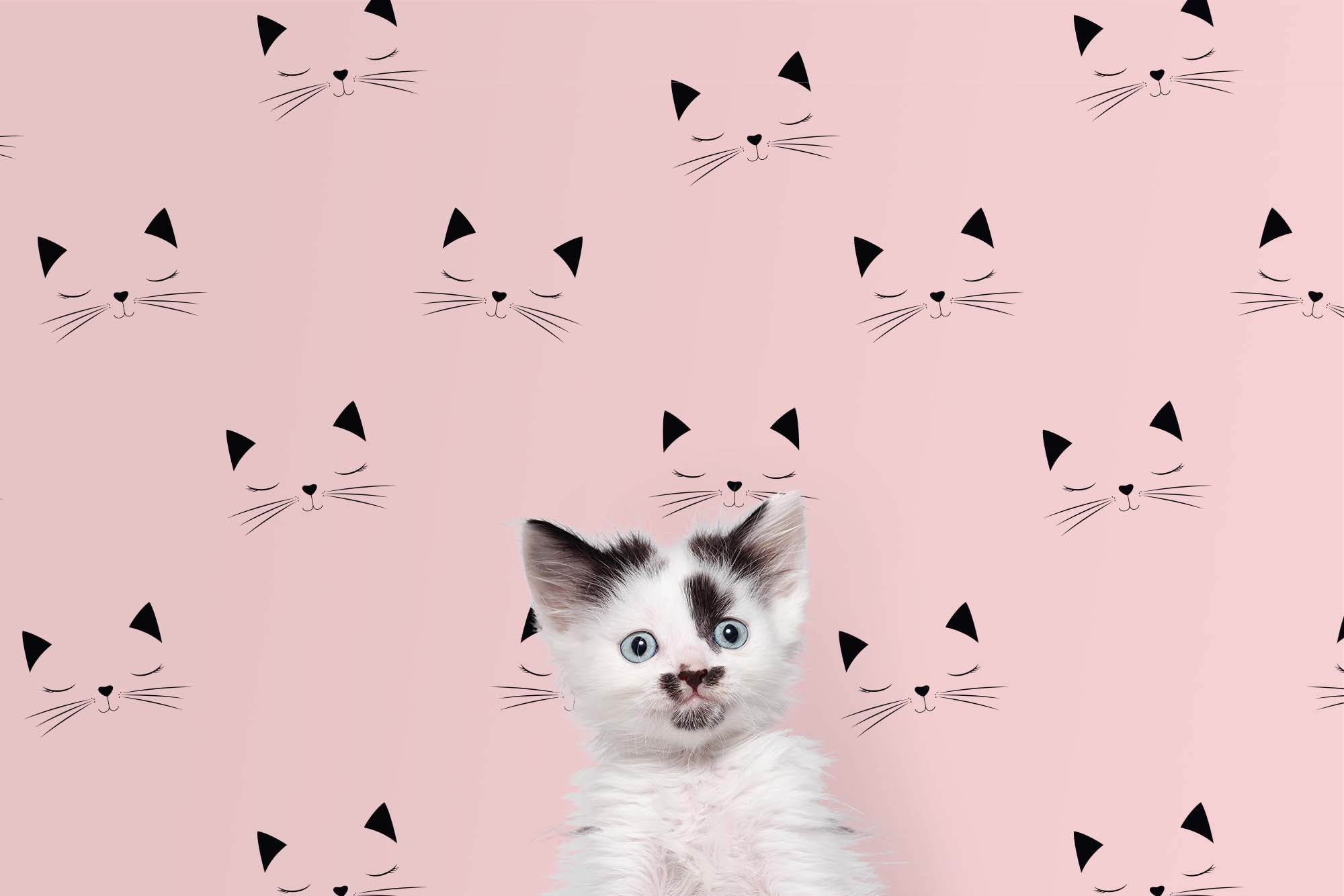 Pink cat HD wallpapers | Pxfuel